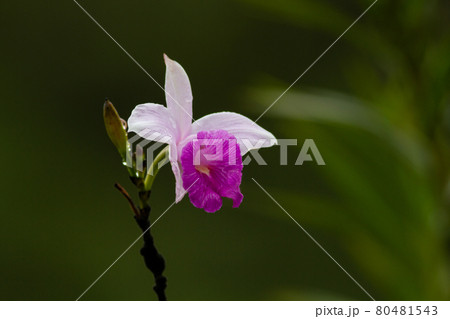 中南米の森の中で見つけた可愛らしいランの花 中南米の森の中で見つけた可愛らしいランの花 80481543