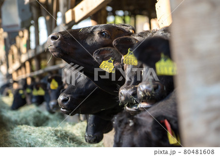 姫路市　村田牧場（兵庫県姫路市夢前町前之庄）※作品コメント欄に撮影位置 80481608