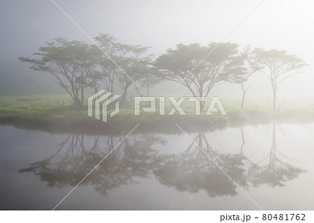 朝霧に包まれる赤城山・覚満淵【群馬県】 80481762