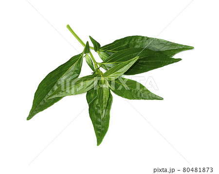 Close up of Kariyat leaves or The Creat plant. 80481873