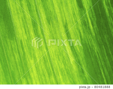 Close up the banana leaves of spotted plant background. 80481888