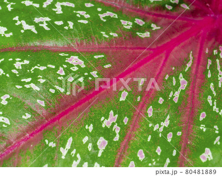 Close up texture of Caladium bicolor leaf. 80481889