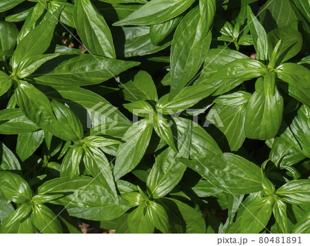 Close up of Kariyat leaves or The Creat plant. 80481891