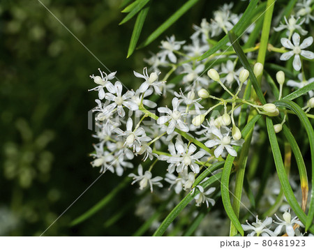 Close up flower of Shatavari plant 80481923