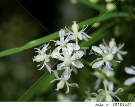 Close up flower of Shatavari plant 80481924