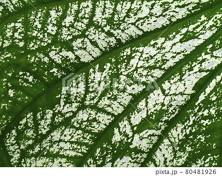 Close up texture of Caladium bicolor leaf. 80481926