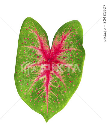 Close up of Caladium bicolor leaf. 80481927