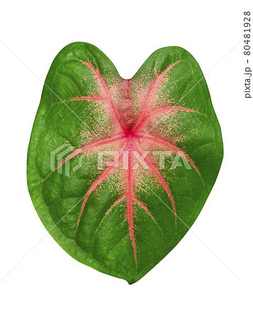 Close up of Caladium bicolor leaf. 80481928