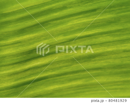 Close up the banana leaves background. 80481929
