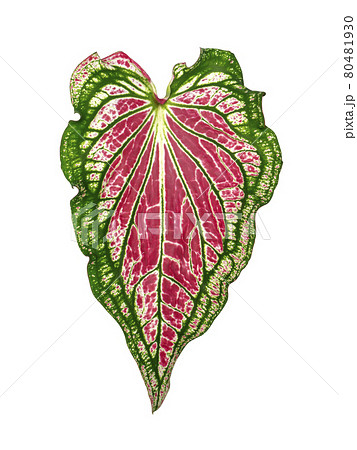 Close up of Caladium bicolor leaf. 80481930