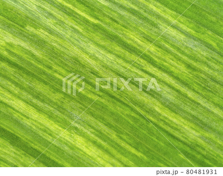 Close up the banana leaves of spotted plant background. 80481931