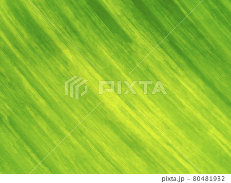 Close up the banana leaves of spotted plant background. 80481932