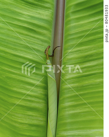 Close up the banana leaves background. 80481933