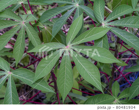 Close up the Cassava, Yuca, Mandioa, Manioc, Tapioca leaves. 80481934