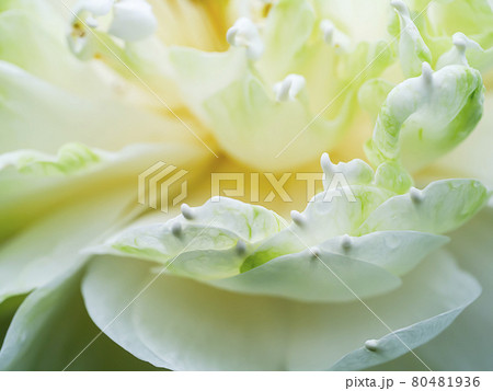 Close up soft petal of lotus flower background. 80481936