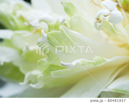 Close up soft petal of lotus flower background. 80481937
