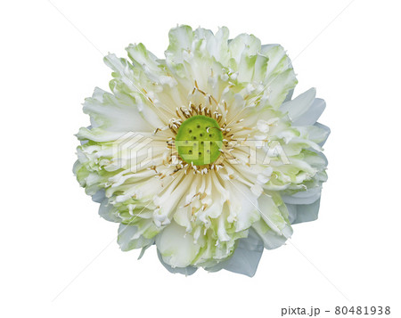 Close up of lotus flower. 80481938
