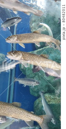 魚いろいろ 80482011