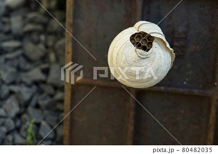 水道メーターに作られたハチの巣 80482035