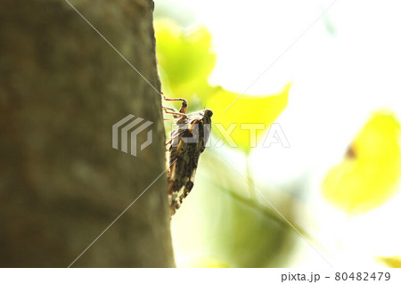 鳴いているニイニイゼミ 80482479