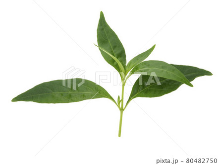 Andrographis paniculata plant on white background . Andrographis paniculata plant on white background . 80482750