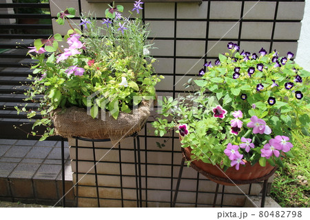 玄関回りの花寄せ植え 玄関回りの花寄せ植え 80482798