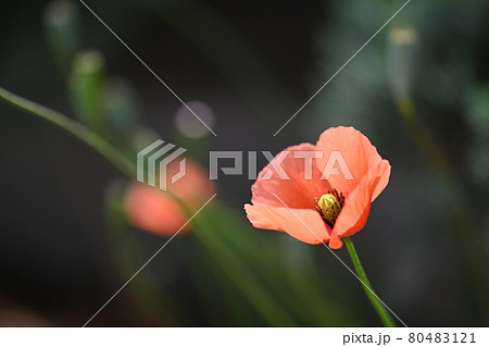 ナガミヒナゲシの小さなオレンジ色の花が咲いているlち ナガミヒナゲシの小さなオレンジ色の花が咲いているlち 80483121