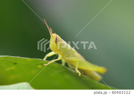 イナゴの幼虫 畑 夏 7月 イナゴの幼虫 畑 夏 7月 80483122