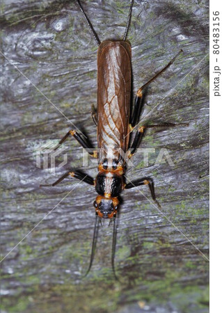 オオアミメカワゲラ　水棲昆虫 80483156