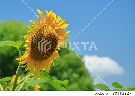 太陽の花 80483327
