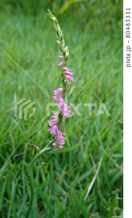 ネジバナ 80483331