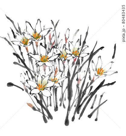 水墨画技法で描かれた玉すだれ 80483435