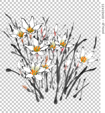 水墨画技法で描かれた玉すだれ 80483435