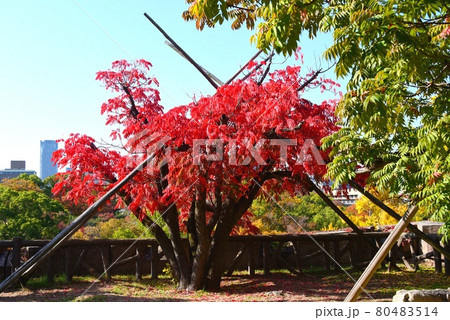ハゼの木の紅葉 大阪城公園 ハゼの木の紅葉 大阪城公園 80483514