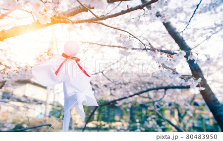 Teru Teru Bozu. Japanese Rain Doll hanging on Sakura tree to pray for good weather Teru Teru Bozu. Japanese Rain Doll hanging on Sakura tree to pray for good weather 80483950