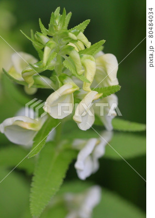 エゾシオガマ 蝦夷塩竃 高山植物 中央アルプス千畳敷 エゾシオガマ 蝦夷塩竃 高山植物 中央アルプス千畳敷 80484034