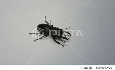 スジクワガタ（オス） 80484255