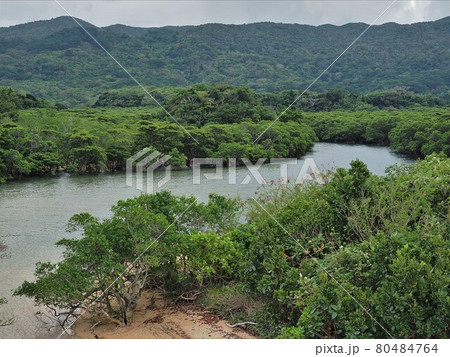 沖縄県 石垣島 吹通川マングローブ群落 沖縄県 石垣島 吹通川マングローブ群落 80484764