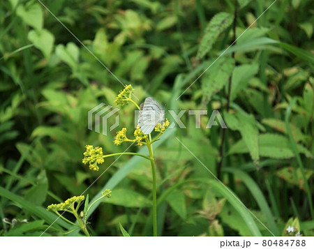 花と蝶 モンシロチョウ 花と蝶 モンシロチョウ 80484788