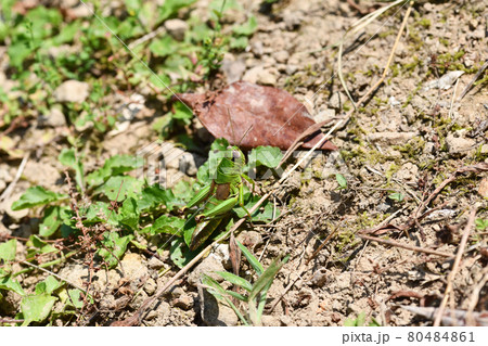 炎天下のヤマトフキバッタ(大和蕗飛蝗) 炎天下のヤマトフキバッタ(大和蕗飛蝗) 80484861