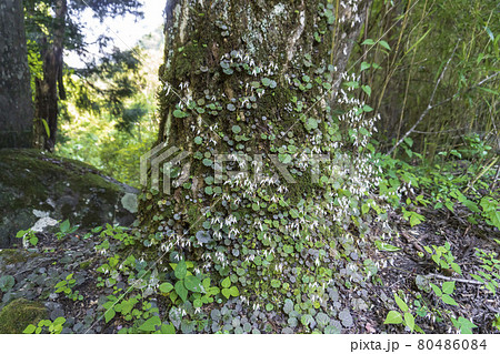 木に這い上がって咲いているユキノシタ 80486084