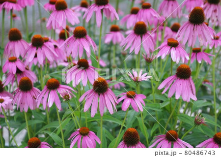 エキナセア（薬草ハーブ） 80486743