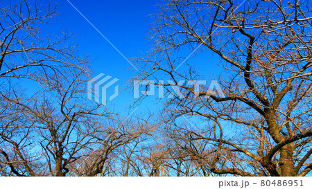 落葉した冬の樹木と青空の風景 80486951