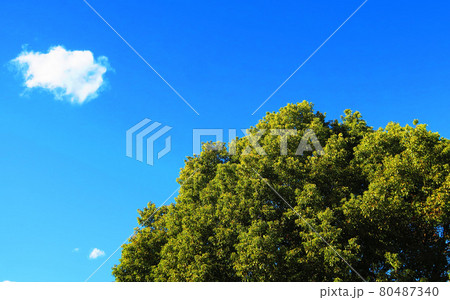 青空と雲と植物の緑がある屋外の風景 青空と雲と植物の緑がある屋外の風景 80487340