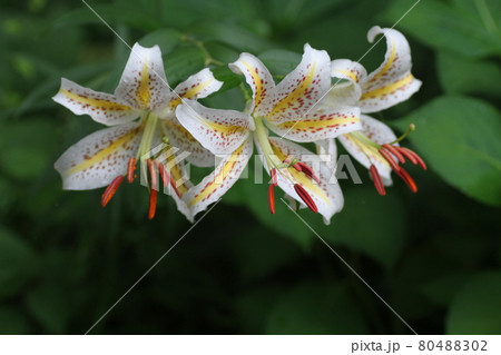 ユリの女王、白い大輪の花、ヤマユリ 80488302