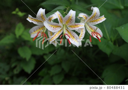 ユリの女王 白い大輪の花 ヤマユリの写真素材