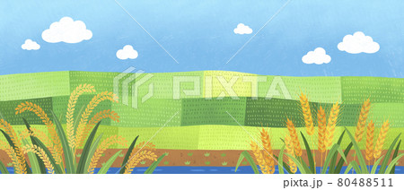 harvesting season, rice fields with barley 80488511