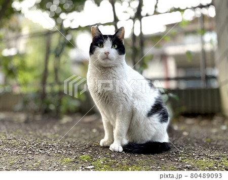 白黒の野良猫の写真の写真素材 [80489093] - PIXTA