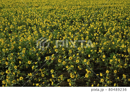 網走市網走湖大曲湖畔園地のヒマワリ畑 網走市網走湖大曲湖畔園地のヒマワリ畑 80489236