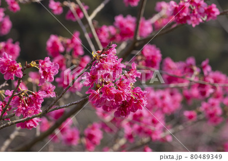 桜 さくら サクラ 80489349